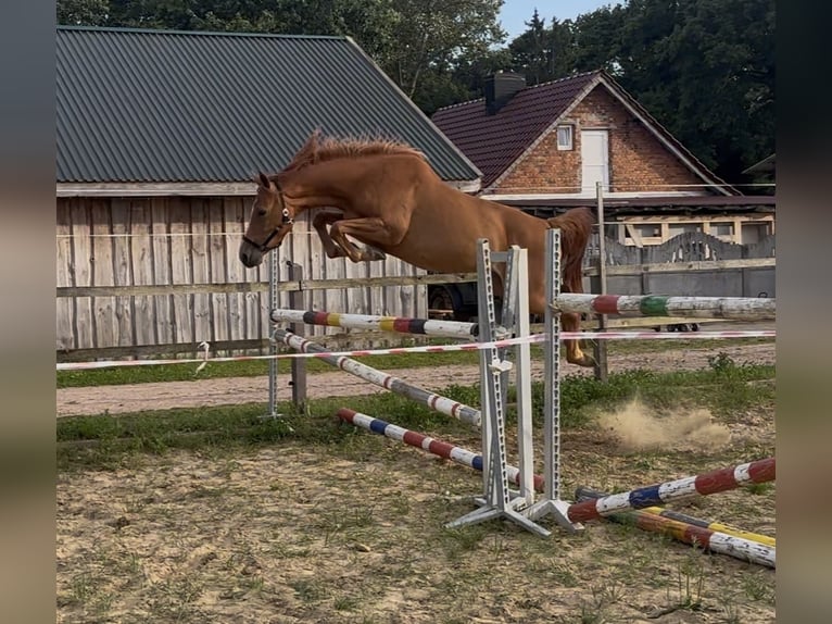Deutsches Sportpferd Stute 3 Jahre 158 cm Fuchs in Mollnitz