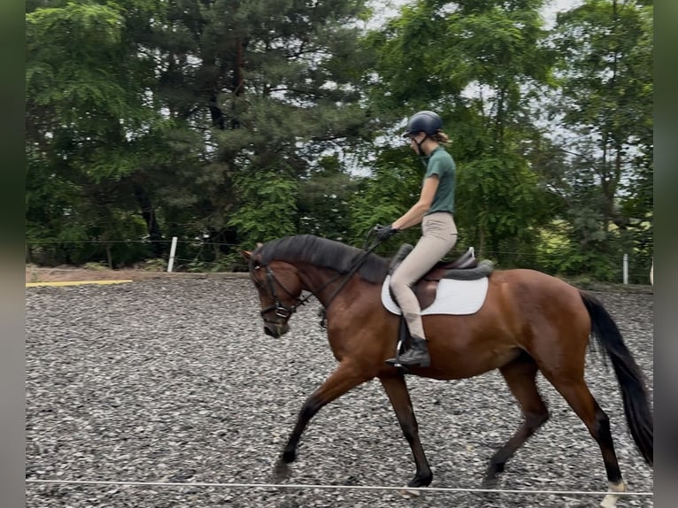 Deutsches Sportpferd Stute 3 Jahre 159 cm Brauner in Nauen