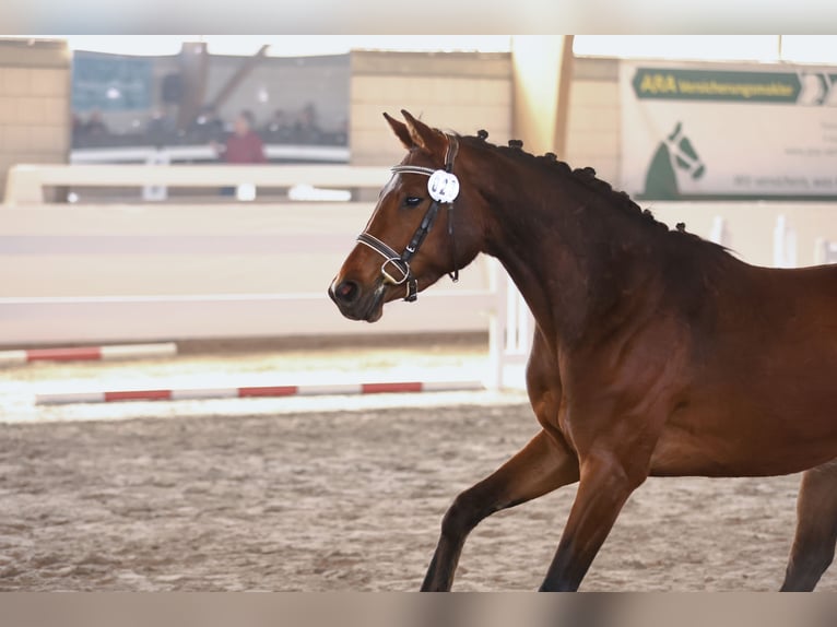 Deutsches Sportpferd Stute 3 Jahre 159 cm Brauner in Nauen