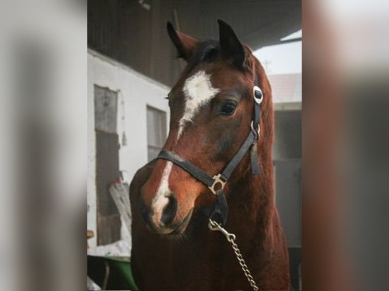 Deutsches Sportpferd Stute 3 Jahre 159 cm Brauner in Ertingen