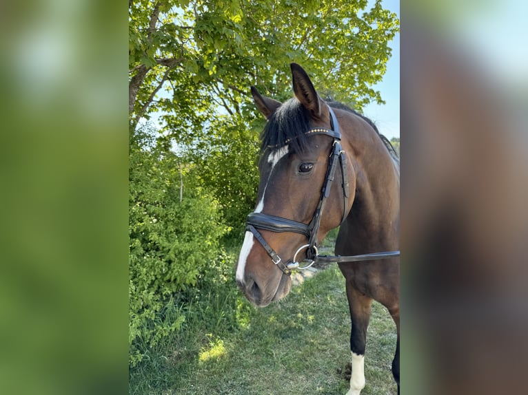 Deutsches Sportpferd Stute 3 Jahre 159 cm Dunkelbrauner in Münsingen