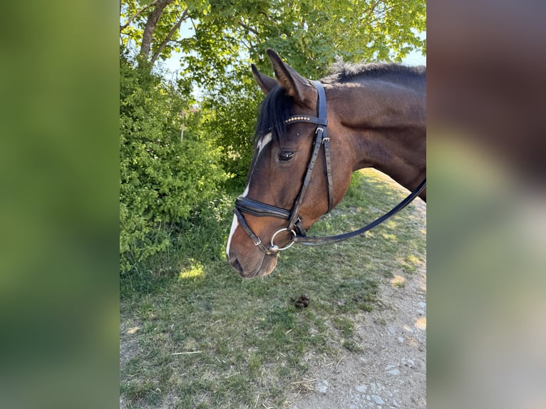 Deutsches Sportpferd Stute 3 Jahre 159 cm Dunkelbrauner in Münsingen