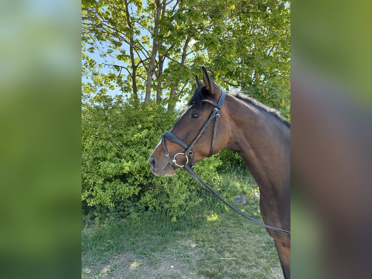 Deutsches Sportpferd Stute 3 Jahre 159 cm Dunkelbrauner in Münsingen