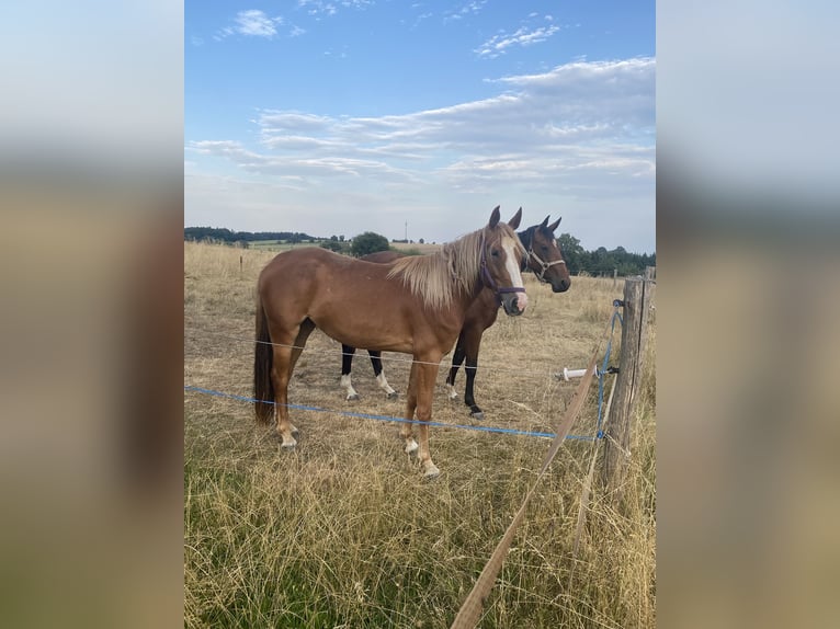 Deutsches Sportpferd Stute 3 Jahre 159 cm Fuchs in Seckach