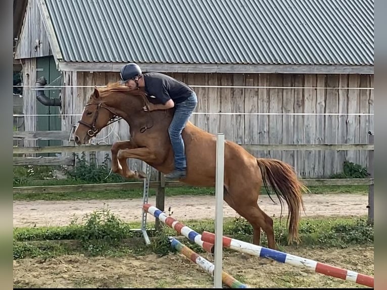 Deutsches Sportpferd Stute 3 Jahre 159 cm Fuchs in Mollnitz