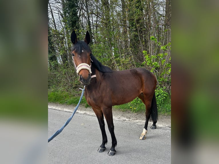 Deutsches Sportpferd Stute 3 Jahre 160 cm Brauner in Kamen