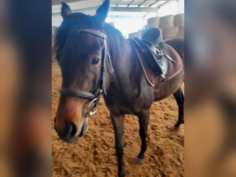 Deutsches Sportpferd Stute 3 Jahre 160 cm Brauner in Limbach-Oberfrohna