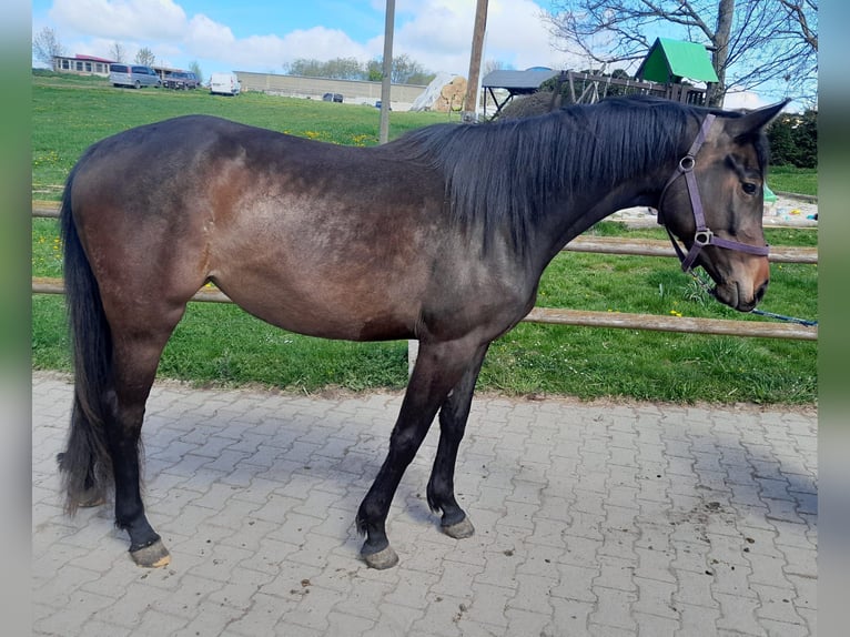 Deutsches Sportpferd Stute 3 Jahre 160 cm Brauner in Limbach-Oberfrohna