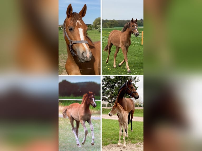 Deutsches Sportpferd Stute 3 Jahre 160 cm Fuchs in Neuenhofe