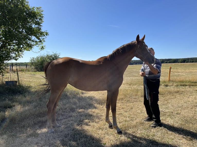 Deutsches Sportpferd Stute 3 Jahre 160 cm Fuchs in Neuenhofe
