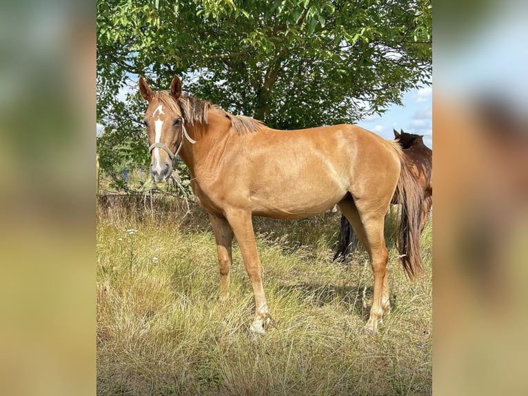 Deutsches Sportpferd Stute 3 Jahre 160 cm Fuchs in Neuenhofe
