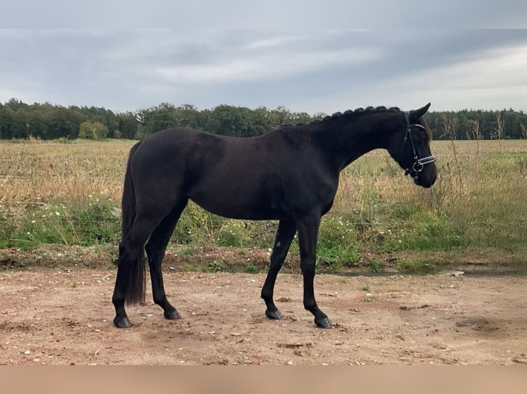 Deutsches Sportpferd Stute 3 Jahre 160 cm Rappe in Rochau