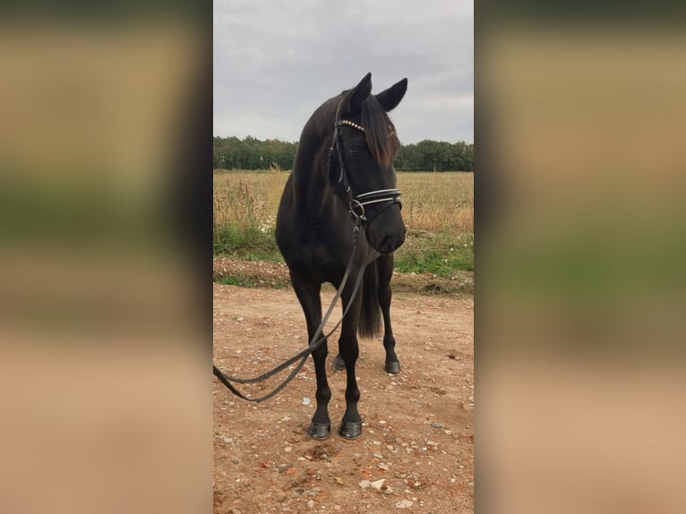 Deutsches Sportpferd Stute 3 Jahre 160 cm Rappe in Rochau