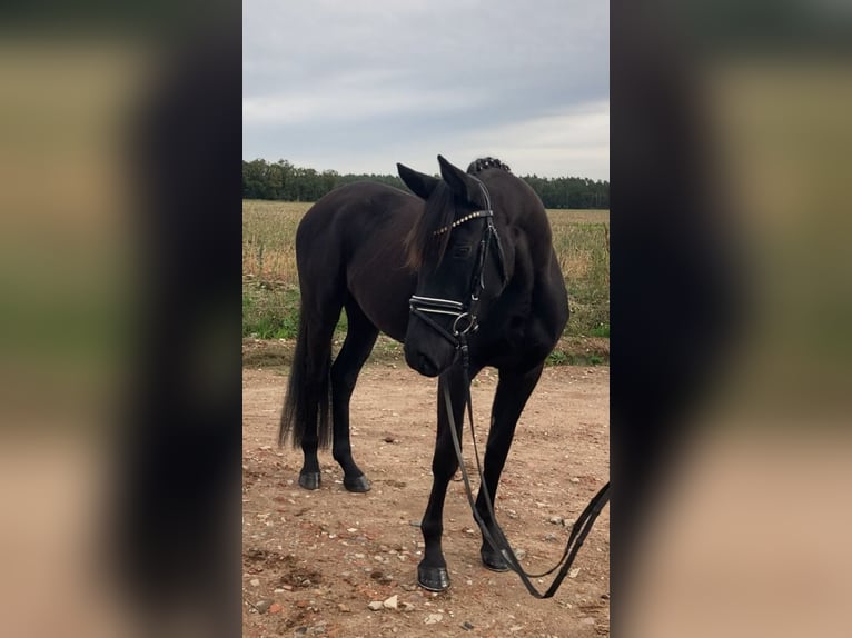 Deutsches Sportpferd Stute 3 Jahre 160 cm Rappe in Rochau