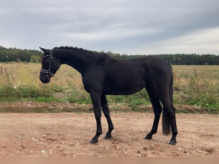 Deutsches Sportpferd Stute 3 Jahre 160 cm Rappe in Rochau