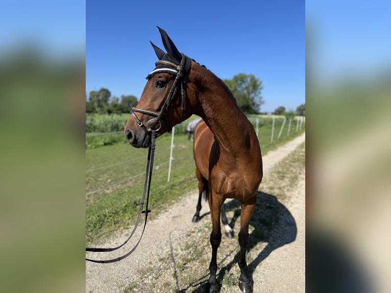 Deutsches Sportpferd Stute 3 Jahre 161 cm Brauner in Günzburg