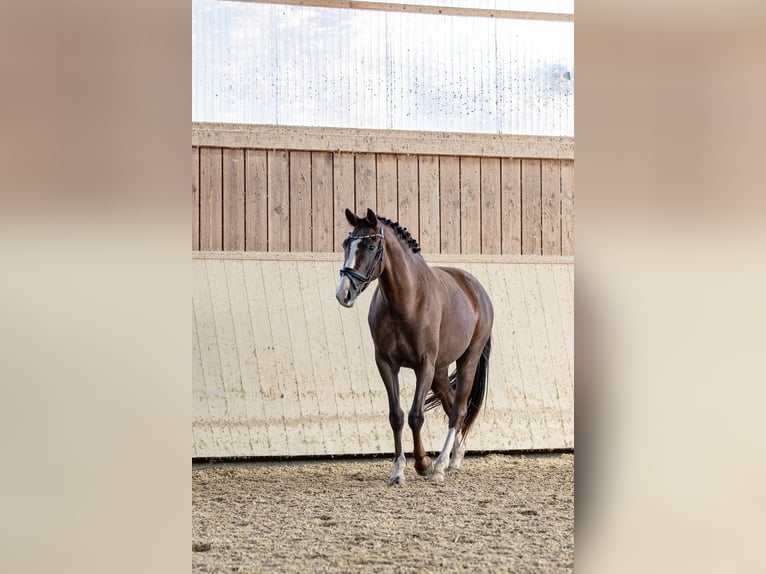 Deutsches Sportpferd Stute 3 Jahre 161 cm Dunkelfuchs in Kraiburg am Inn