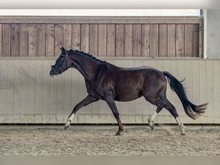 Deutsches Sportpferd Stute 3 Jahre 161 cm Dunkelfuchs in Kraiburg am Inn