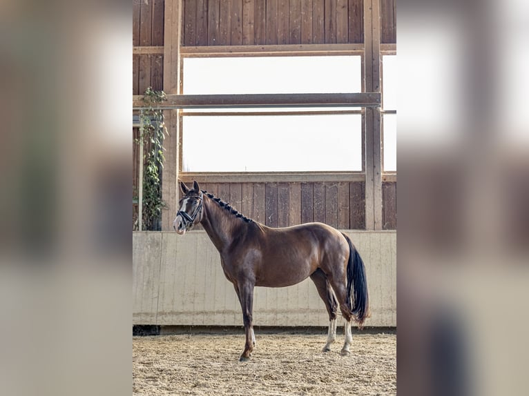 Deutsches Sportpferd Stute 3 Jahre 161 cm Dunkelfuchs in Kraiburg am Inn