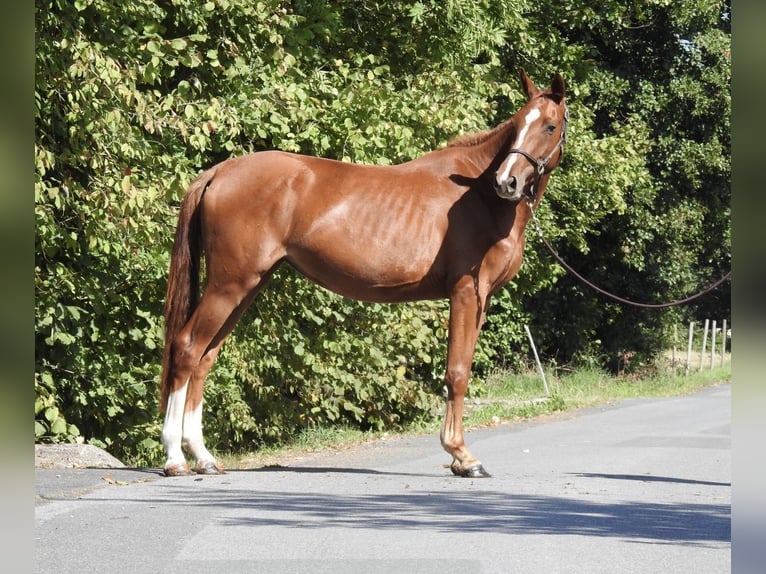 Deutsches Sportpferd Stute 3 Jahre 161 cm Fuchs in Verl