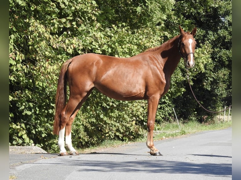 Deutsches Sportpferd Stute 3 Jahre 161 cm Fuchs in Verl