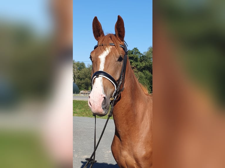 Deutsches Sportpferd Stute 3 Jahre 161 cm Fuchs in Bennewitz