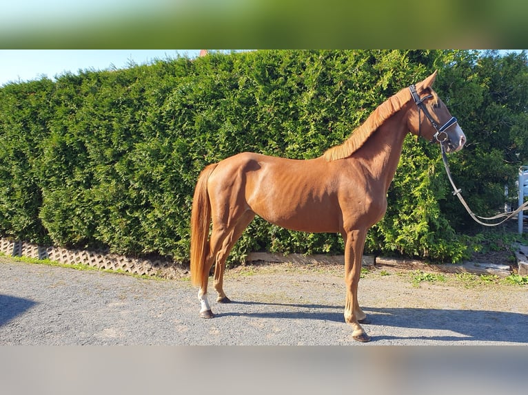 Deutsches Sportpferd Stute 3 Jahre 161 cm Fuchs in Bennewitz