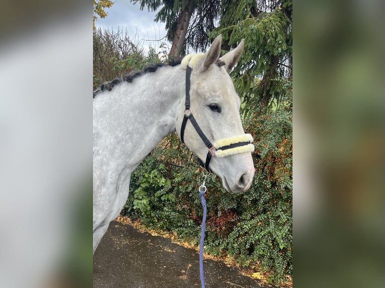 Deutsches Sportpferd Stute 3 Jahre 161 cm Schimmel in Mengen