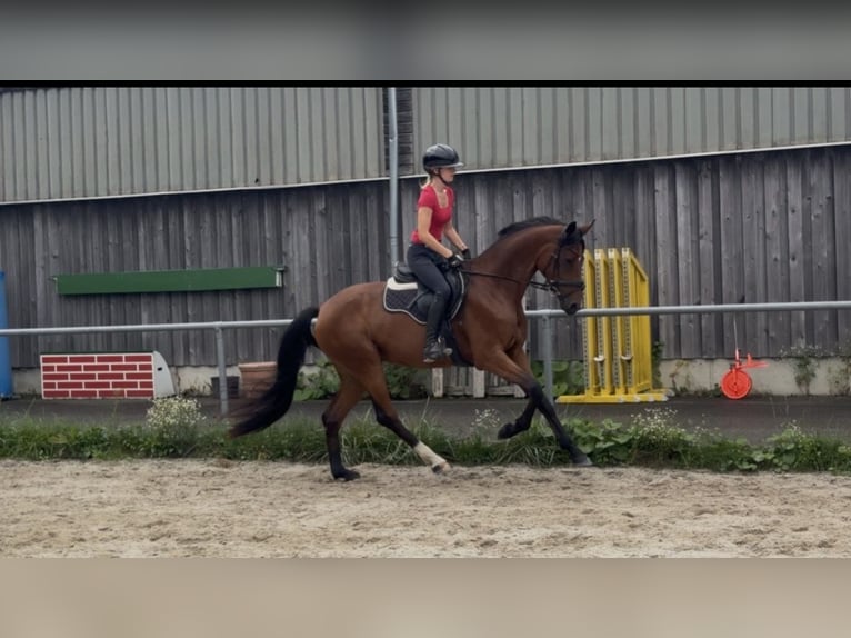 Deutsches Sportpferd Stute 3 Jahre 162 cm Brauner in Ruderting