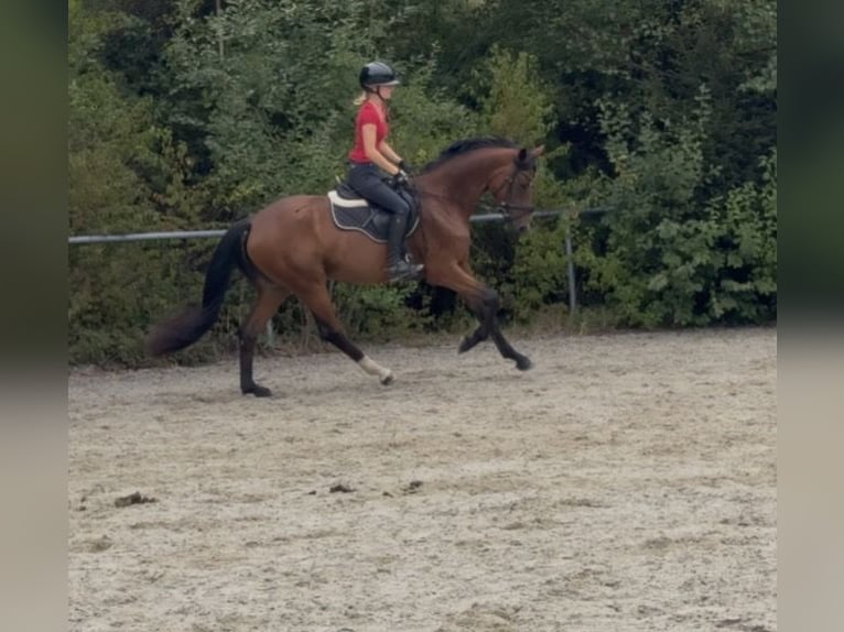 Deutsches Sportpferd Stute 3 Jahre 162 cm Brauner in Ruderting