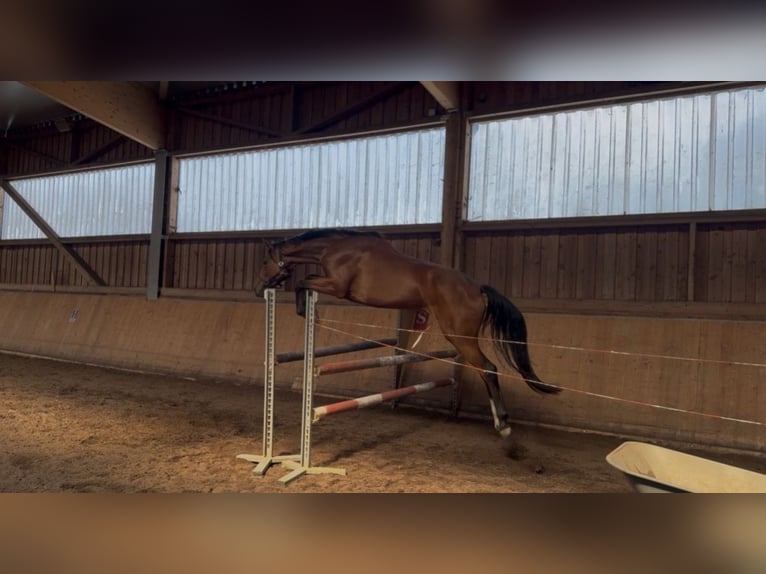 Deutsches Sportpferd Stute 3 Jahre 162 cm Brauner in Ruderting