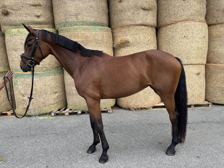 Deutsches Sportpferd Stute 3 Jahre 162 cm Brauner in Ruderting