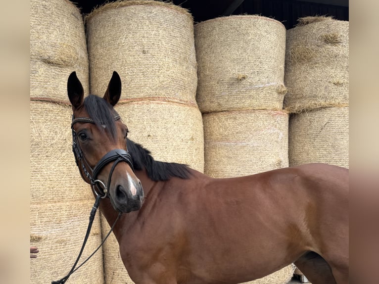 Deutsches Sportpferd Stute 3 Jahre 162 cm Brauner in Ruderting