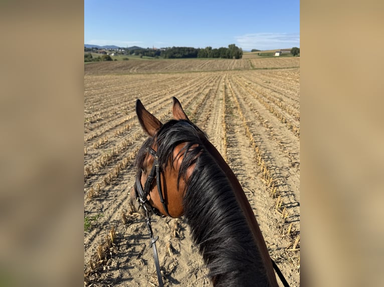 Deutsches Sportpferd Stute 3 Jahre 162 cm Brauner in Ruderting
