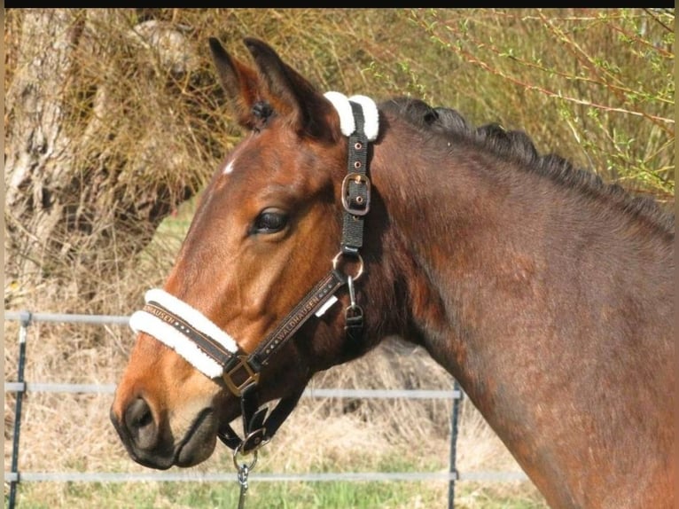 Deutsches Sportpferd Stute 3 Jahre 162 cm Brauner in Anklam