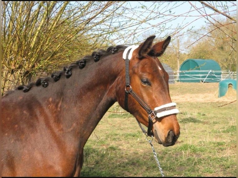 Deutsches Sportpferd Stute 3 Jahre 162 cm Brauner in Anklam