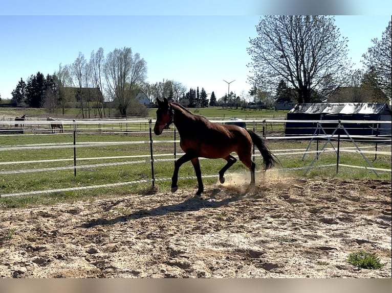 Deutsches Sportpferd Stute 3 Jahre 162 cm Brauner in Anklam