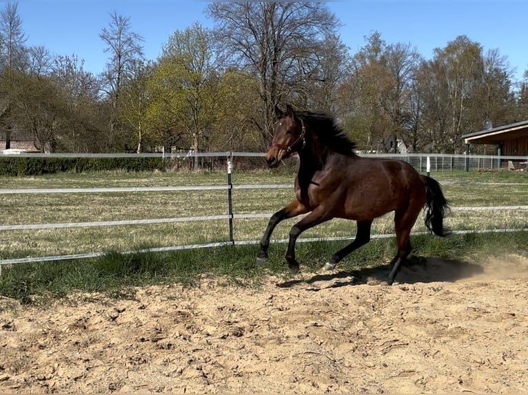 Deutsches Sportpferd Stute 3 Jahre 162 cm Brauner in Anklam