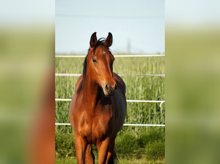 Deutsches Sportpferd Stute 3 Jahre 162 cm Brauner in Anklam