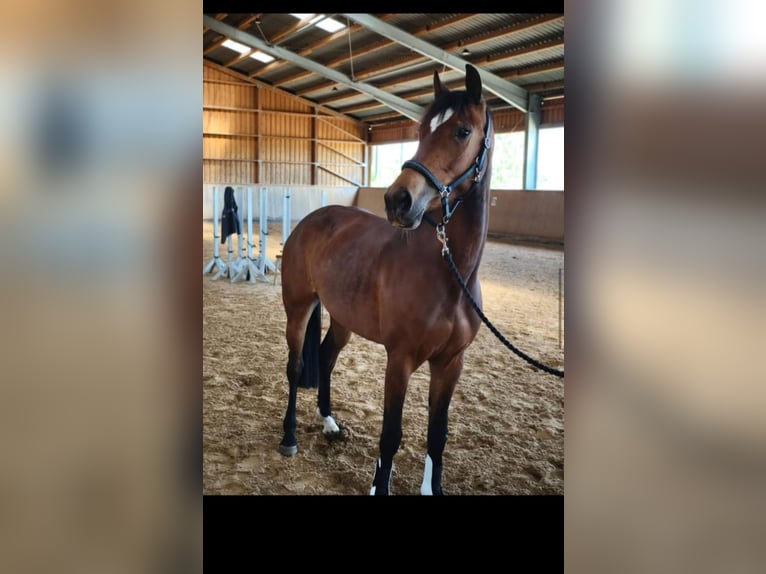 Deutsches Sportpferd Stute 3 Jahre 162 cm Brauner in Wilhermsdorf