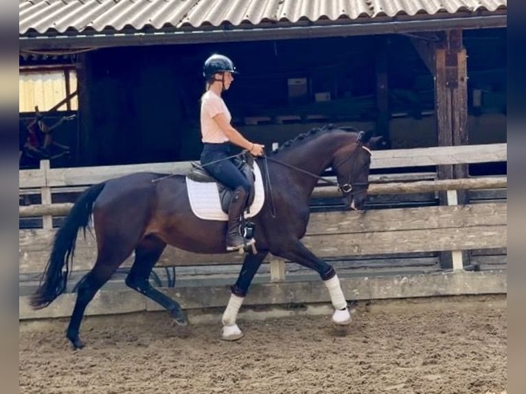 Deutsches Sportpferd Stute 3 Jahre 162 cm Dunkelbrauner in Weilheim an der Teck