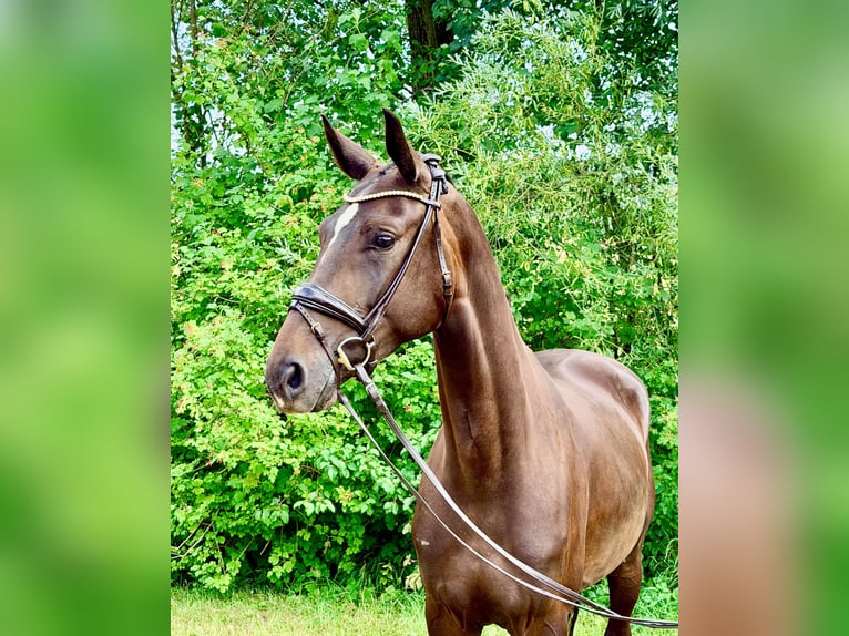 Deutsches Sportpferd Stute 3 Jahre 162 cm Dunkelbrauner in Weilheim an der Teck