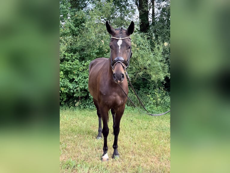Deutsches Sportpferd Stute 3 Jahre 162 cm Dunkelbrauner in Weilheim an der Teck