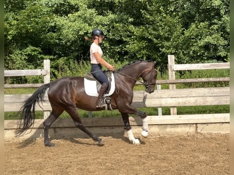 Deutsches Sportpferd Stute 3 Jahre 162 cm Dunkelbrauner in Weilheim an der Teck