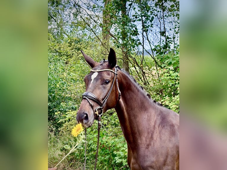 Deutsches Sportpferd Stute 3 Jahre 162 cm Dunkelbrauner in Weilheim an der Teck