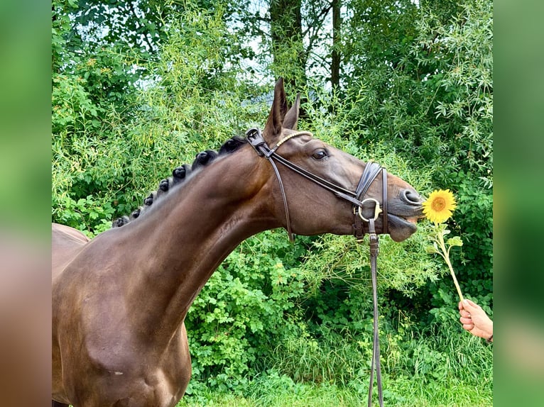 Deutsches Sportpferd Stute 3 Jahre 162 cm Dunkelbrauner in Weilheim an der Teck