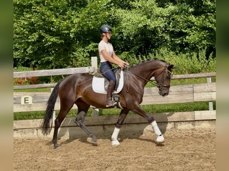 Deutsches Sportpferd Stute 3 Jahre 162 cm Dunkelbrauner in Weilheim an der Teck