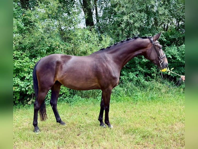 Deutsches Sportpferd Stute 3 Jahre 162 cm Dunkelbrauner in Weilheim an der Teck