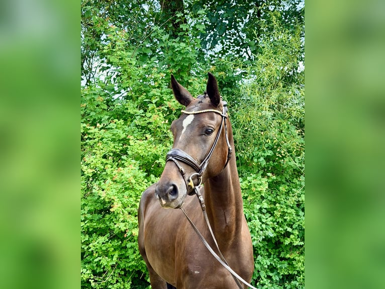 Deutsches Sportpferd Stute 3 Jahre 162 cm Dunkelbrauner in Weilheim an der Teck