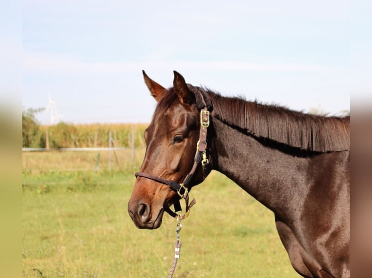 Deutsches Sportpferd Stute 3 Jahre 162 cm Dunkelbrauner in Hohenberg-Krusemark